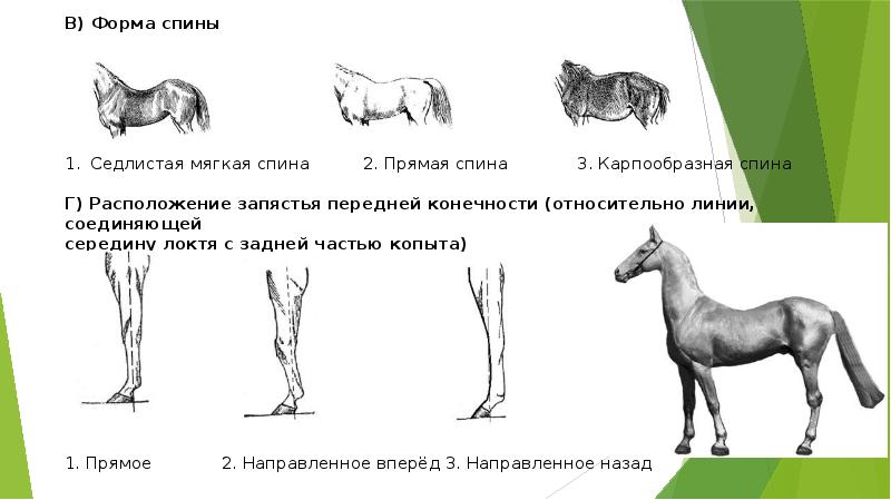 Породы лошадей презентация