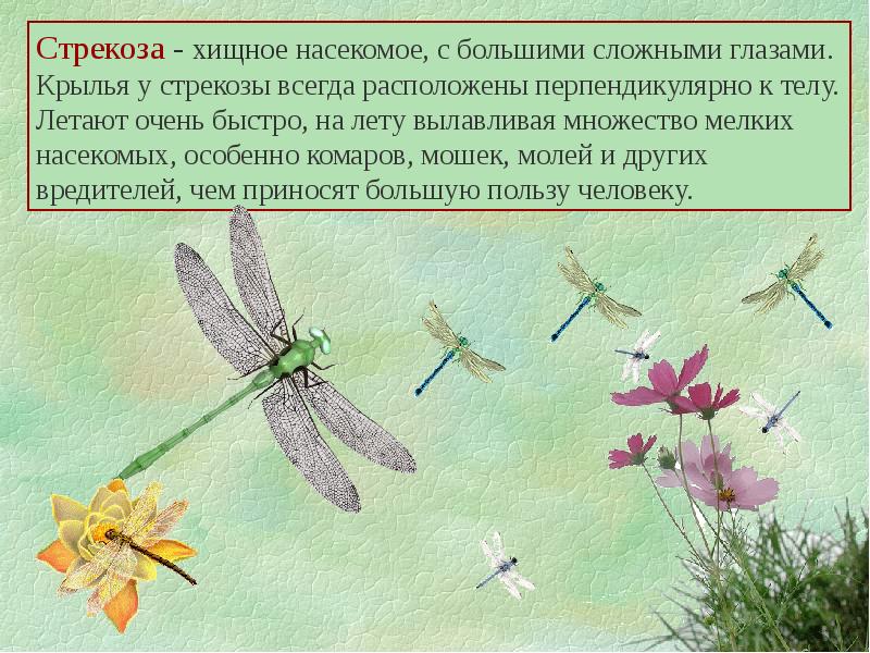 Примеры отряда стрекозы. Стрекоза это хищник или паразит. Стрекоза хищник. Стрекоза. Стрекоза и муравей презентация.