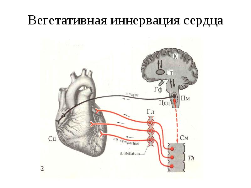 Схема рефлекса бейнбриджа физиология