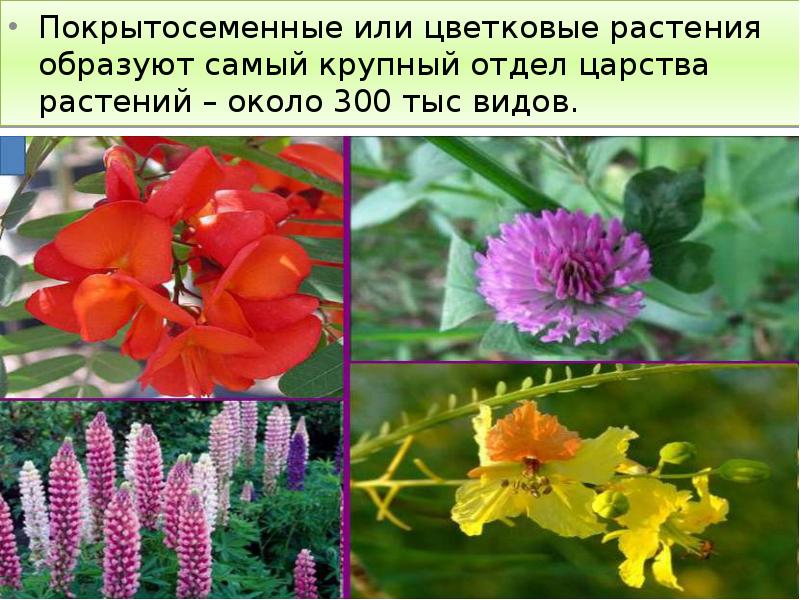 Покрытосеменные или цветковые растения образуют самый крупный отдел царства растений –