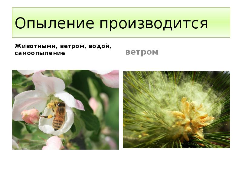 Опыление производится Животными, ветром, водой, самоопыление