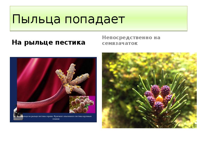 Пыльца попадает На рыльце пестика