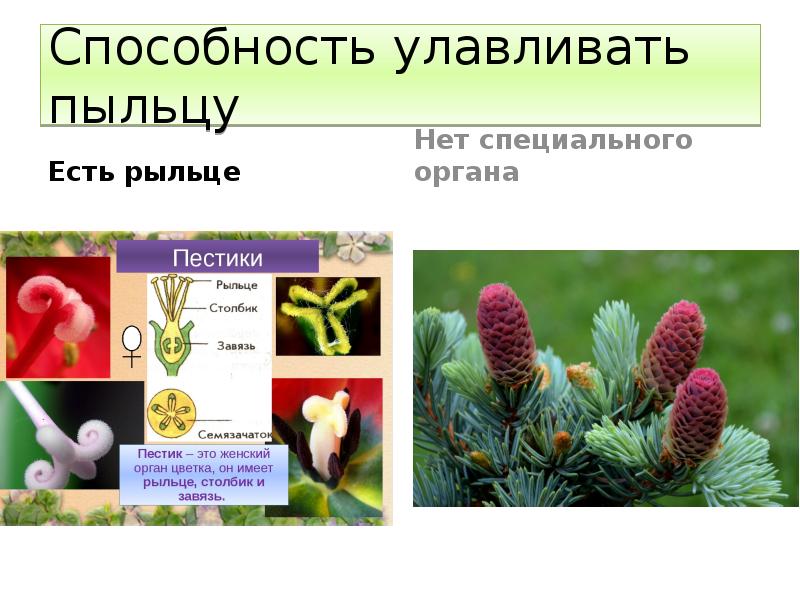 Способность улавливать пыльцу Есть рыльце