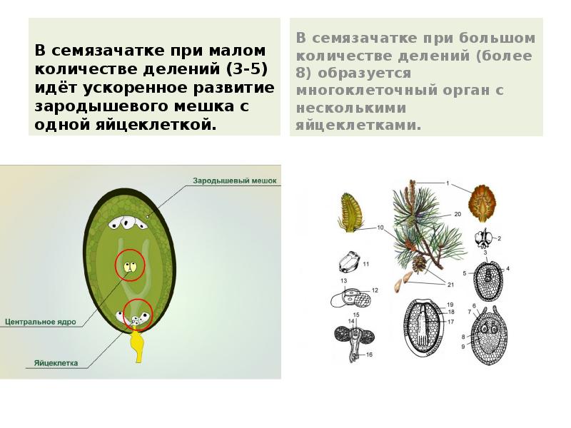 В семязачатке при малом количестве делений (3-5) идёт ускоренное развитие зародышевого