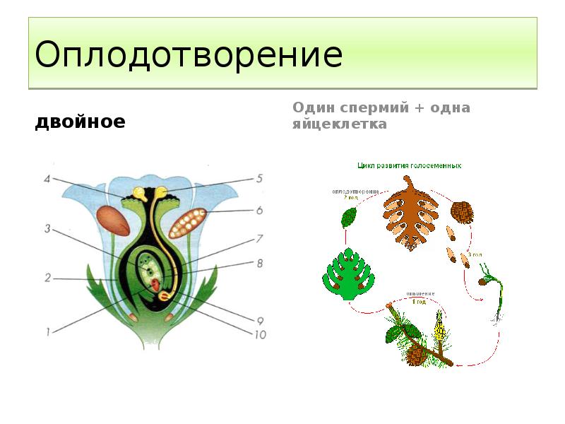 Оплодотворение  двойное