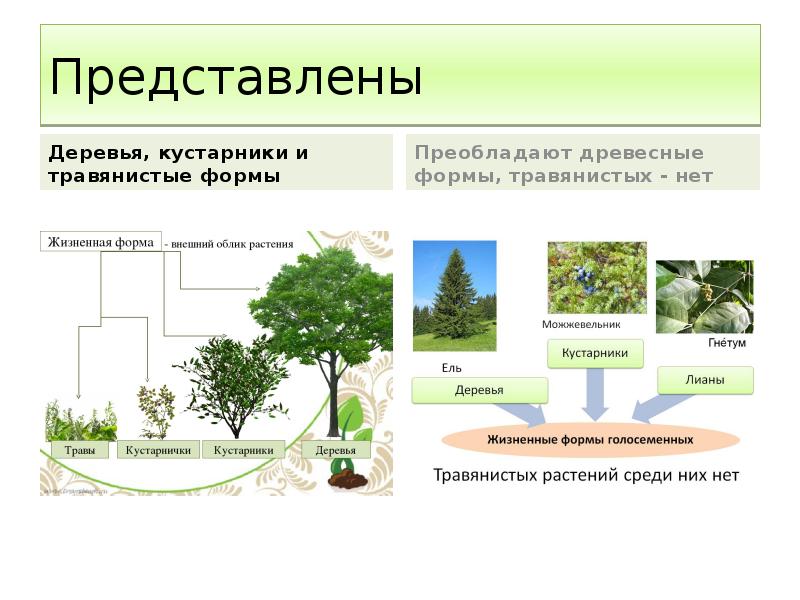 Представлены  Деревья, кустарники и травянистые формы