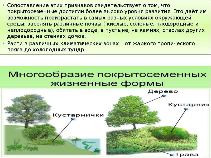 Сопоставление этих признаков свидетельствует о том, что покрытосеменные достигли более высоко