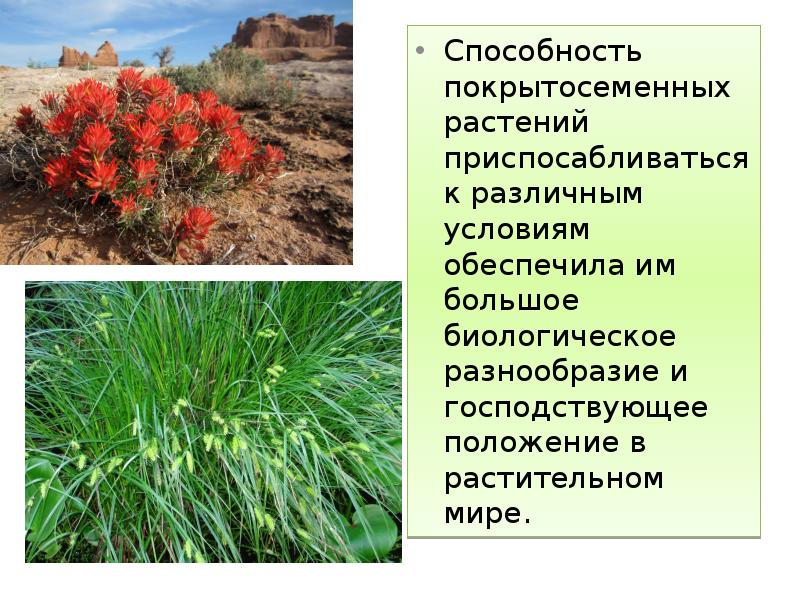 Способность покрытосеменных растений приспосабливаться к различным условиям обеспечила им большое биологическое