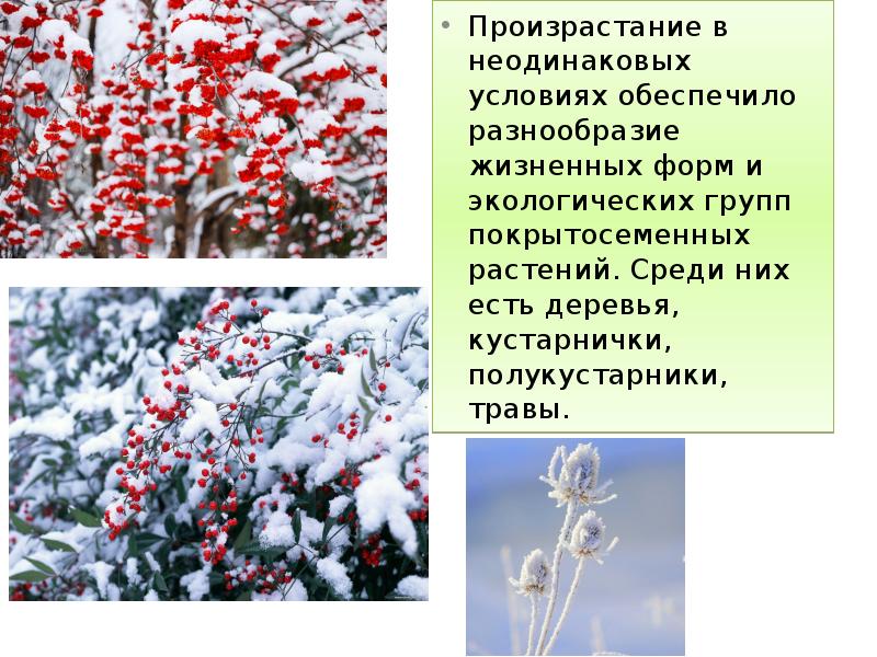 Произрастание в неодинаковых условиях обеспечило разнообразие жизненных форм и экологических групп