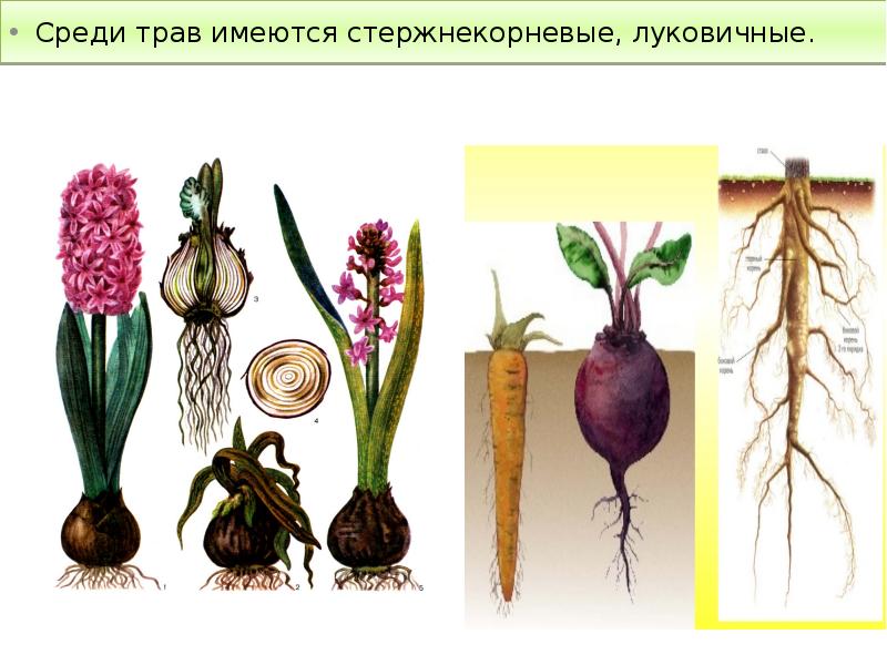 Среди трав имеются стержнекорневые, луковичные.