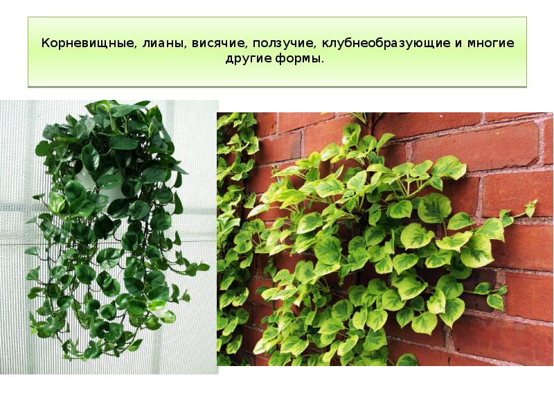 Корневищные, лианы, висячие, ползучие, клубнеобразующие и многие другие формы.