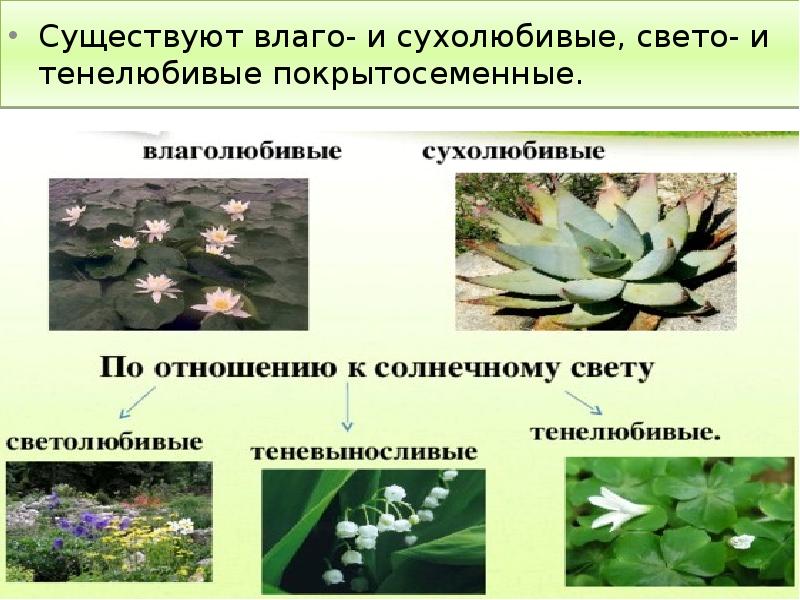 Существуют влаго- и сухолюбивые, свето- и тенелюбивые покрытосеменные.
