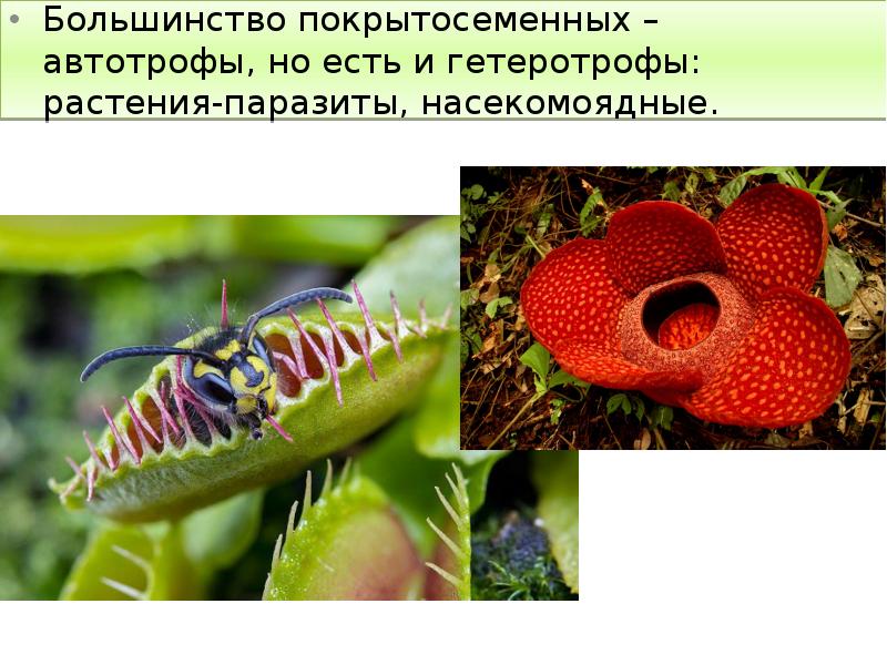 Большинство покрытосеменных – автотрофы, но есть и гетеротрофы: растения-паразиты, насекомоядные.