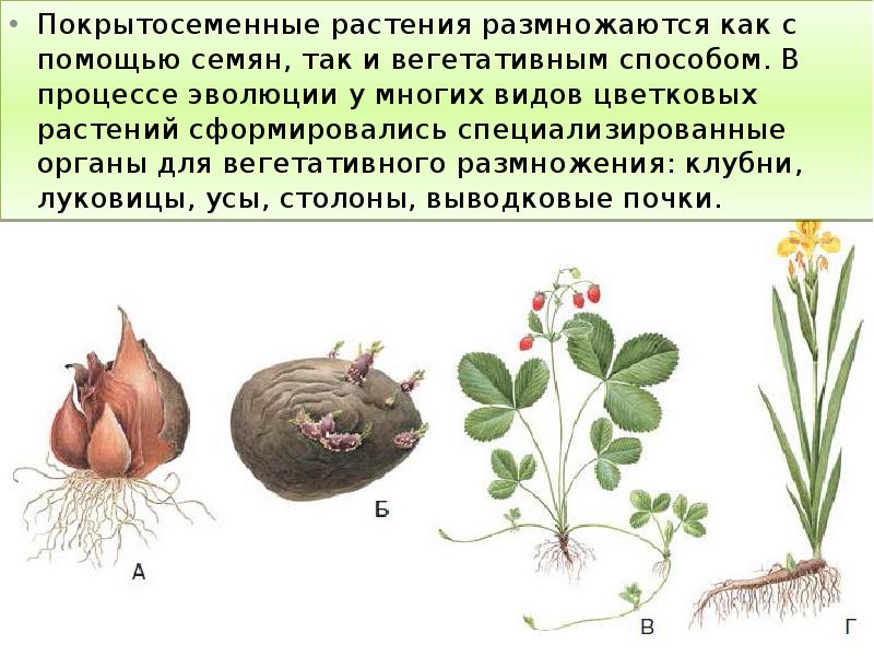 Покрытосеменные растения размножаются как с помощью семян, так и вегетативным способом.