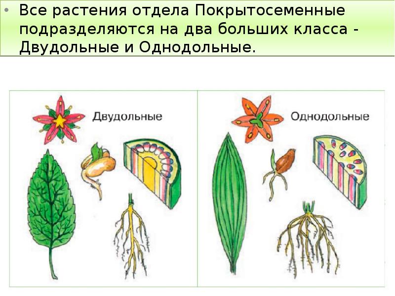 Все растения отдела Покрытосеменные подразделяются на два больших класса - Двудольные