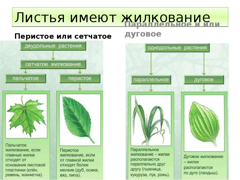 Листья имеют жилкование  Перистое или сетчатое