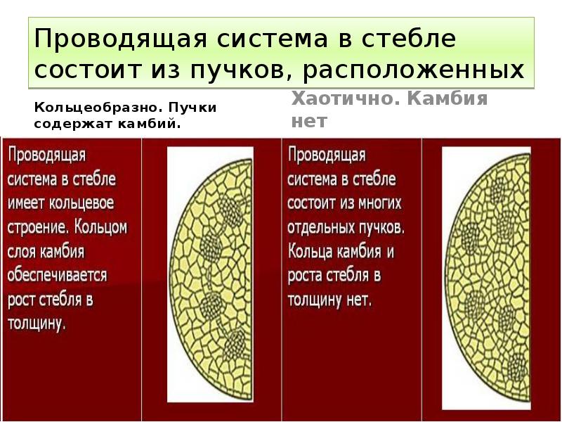 Проводящая система в стебле состоит из пучков, расположенных Кольцеобразно. Пучки содержат
