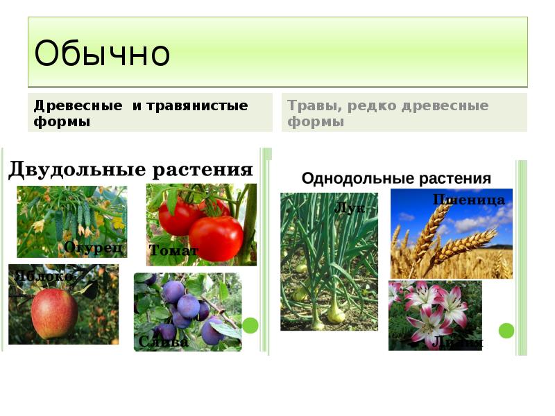 Обычно  Древесные и травянистые формы
