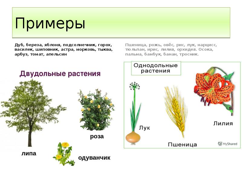 Пшеница это однодольное или двудольное. Покрытосеменные растения. Покрытосеменные растения примеры растений. К покрытосеменным растениям относятся. Виды покрытосеменных растений примеры.