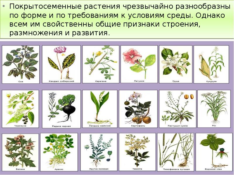 Покрытосеменные растения чрезвычайно разнообразны по форме и по требованиям к условиям