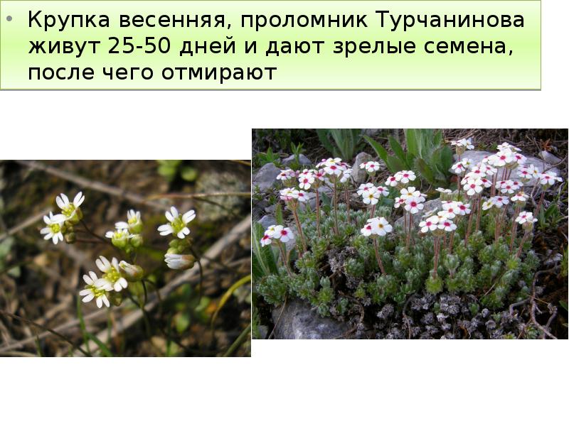 Крупка весенняя, проломник Турчанинова живут 25-50 дней и дают зрелые семена,