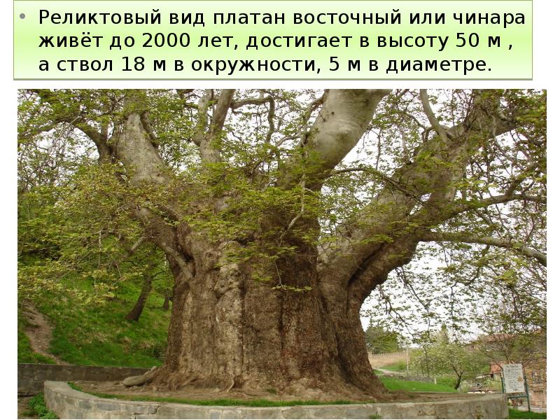 Реликтовый вид платан восточный или чинара живёт до 2000 лет, достигает
