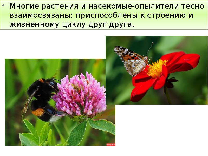 Многие растения и насекомые-опылители тесно взаимосвязаны: приспособлены к строению и жизненному