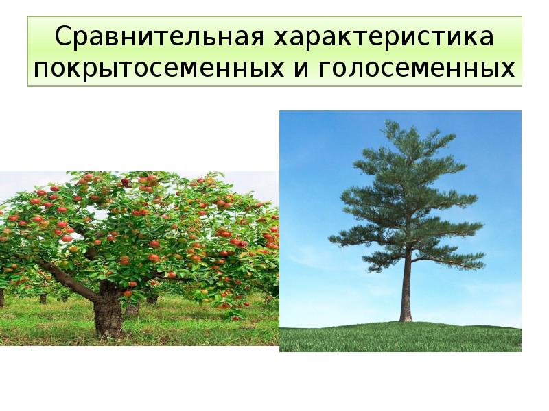 Сравнительная характеристика покрытосеменных и голосеменных