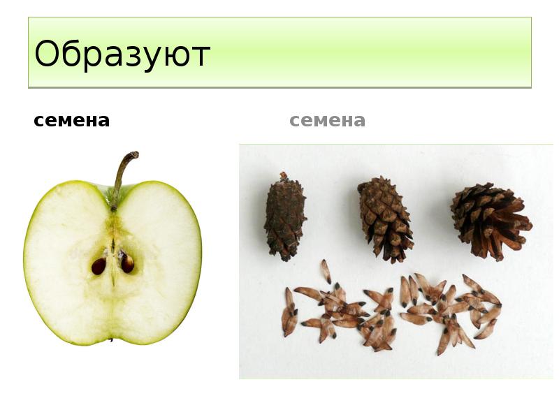 Образуют  семена