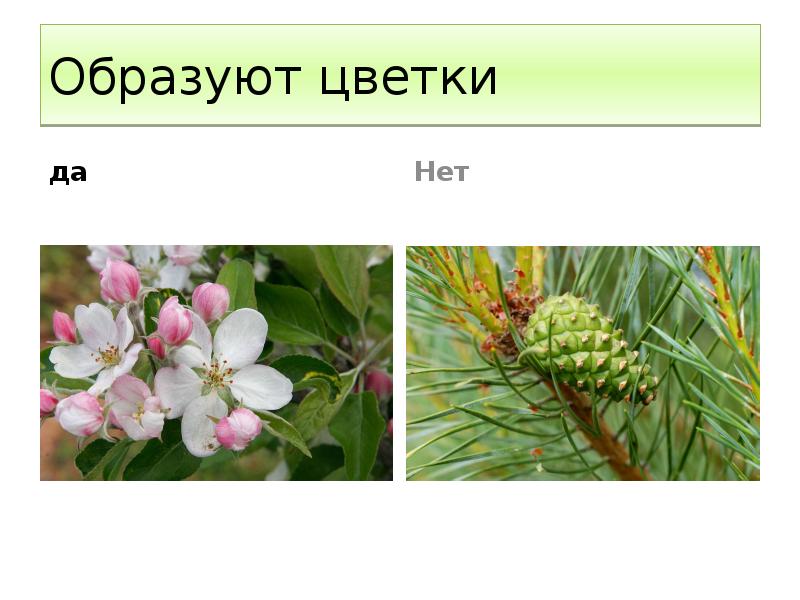 Образуют цветки  да