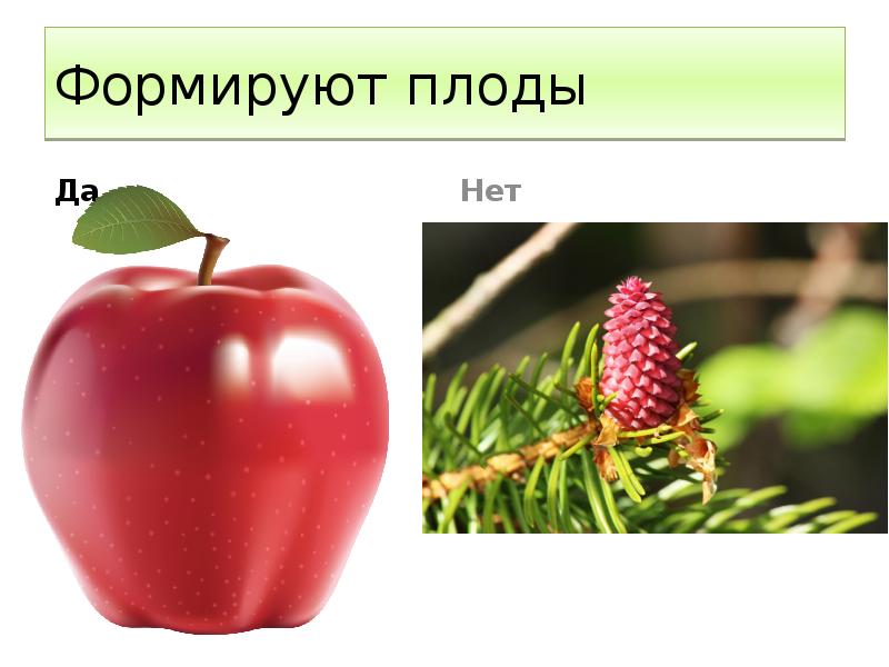 Формируют плоды Да
