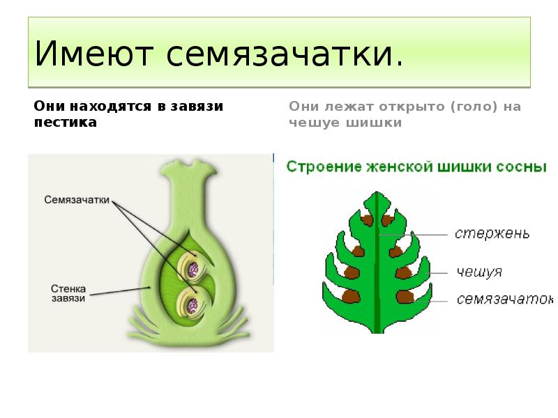 Имеют семязачатки. Они находятся в завязи пестика