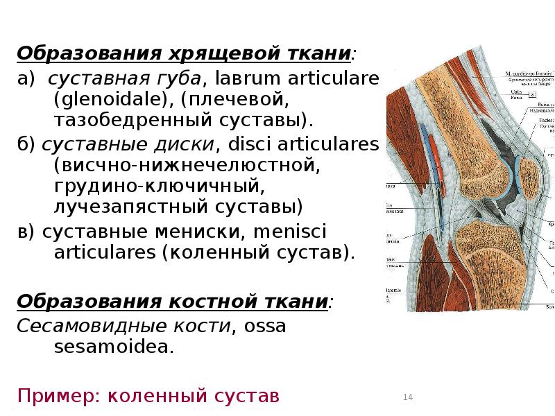 Как образуются тканевая