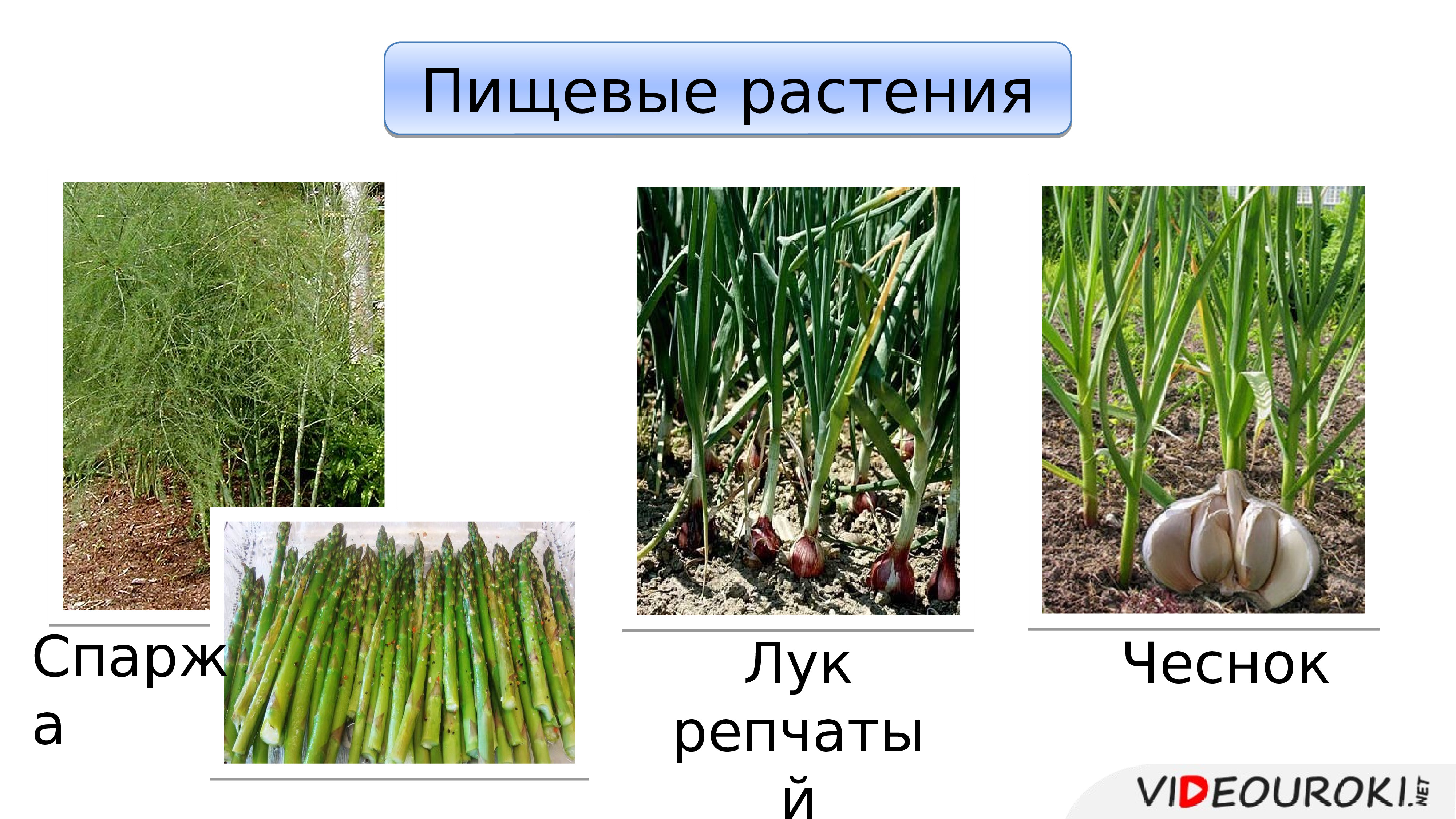 Овощные дикорастущие и декоративные растения из семейства лилейных