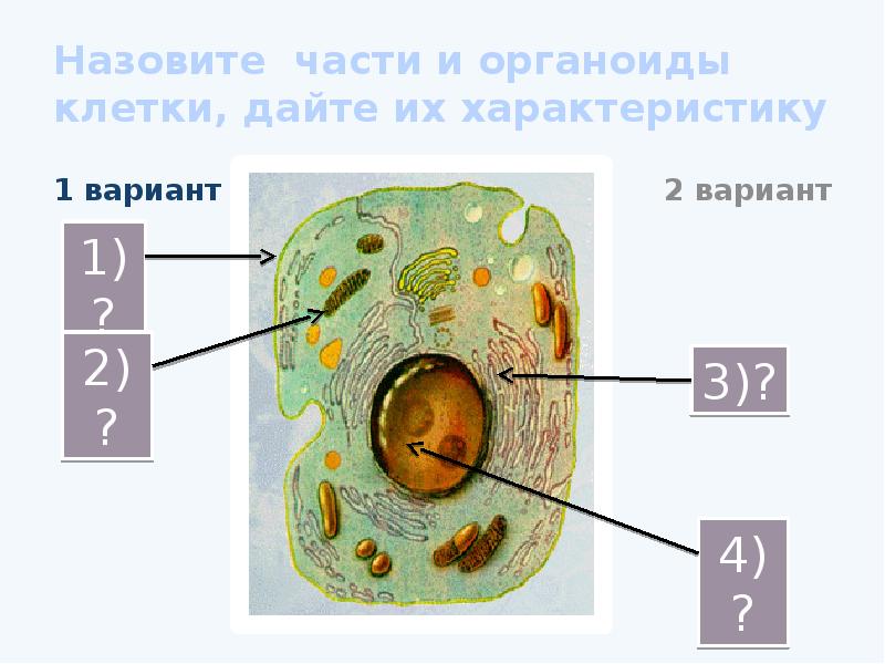 Как называется органоид клетки. Органоиды клетки животных. Клетка и ее органоиды. Органоиды человеческой клетки. Органоиды живой клетки.