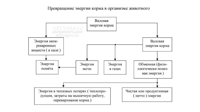 Схема баланса энергии