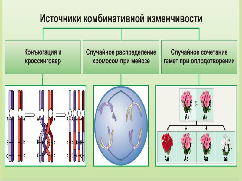 Презентация закономерности изменчивости 10 класс профильный уровень