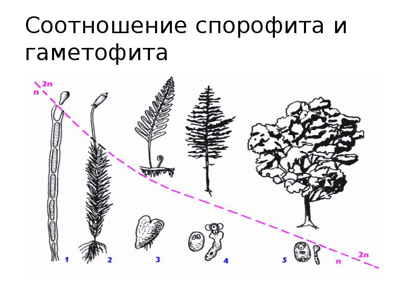 Схема изменения соотношения гаметофита и спорофита в процессе эволюции