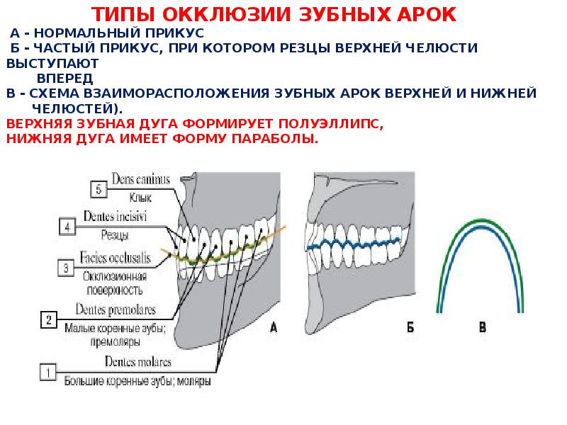 Нормальный прикус