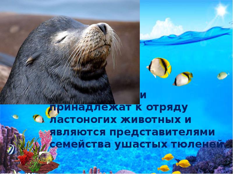 Морские котики презентация 7 класс