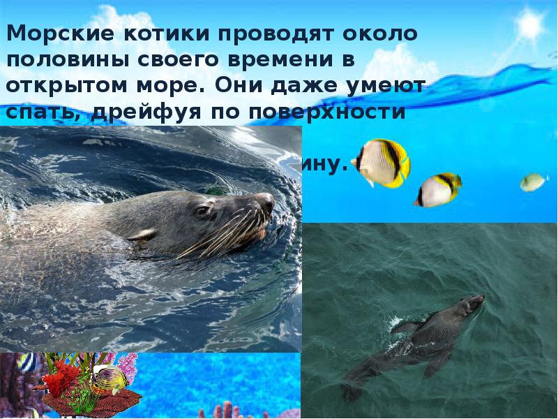 Морские котики презентация 7 класс