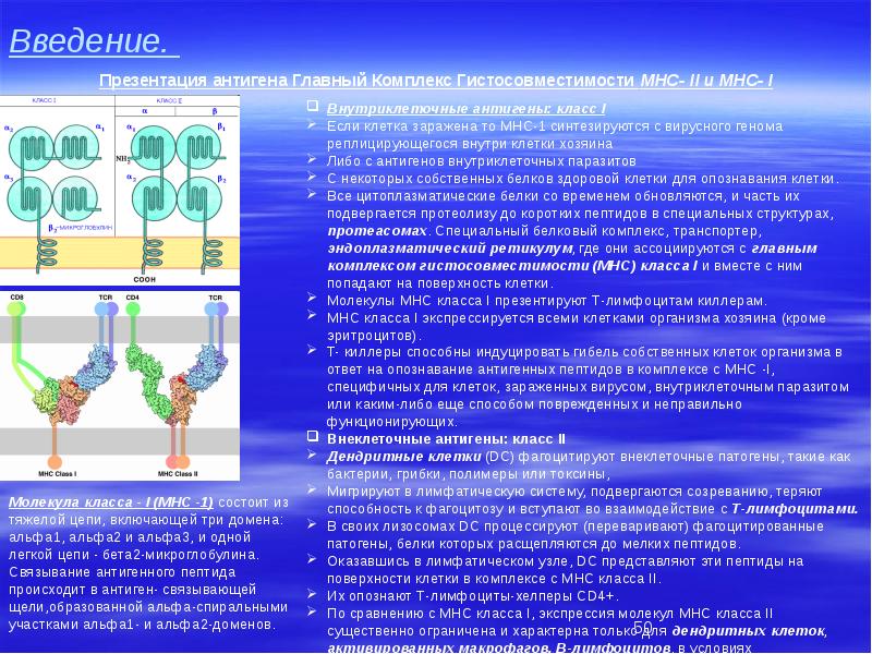 Гены mhc ii класса участвующие в презентации антигена