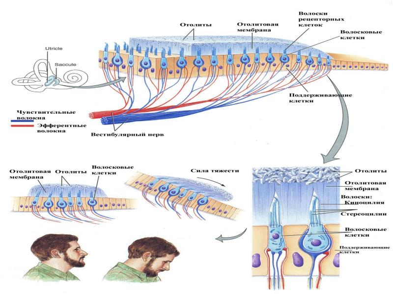 Нормальная физиология. Волоски Фрея физиология. Физиология типы систем. Функции нормальной физиологии. Микрофонный эффект улитки физиология.