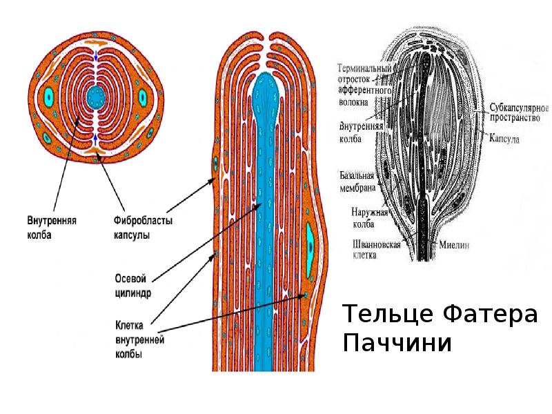 Определите название частей тельца пачини обозначенных на рисунке цифрами 1 и 2