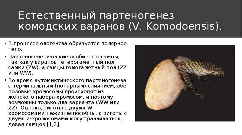 Естественный партеногенез комодских варанов (V. Komodoensis).
В процессе овогенеза образуется полярное Естественный партеногенез комодских варанов (V. Komodoensis).
В процессе овогенеза образуется полярное