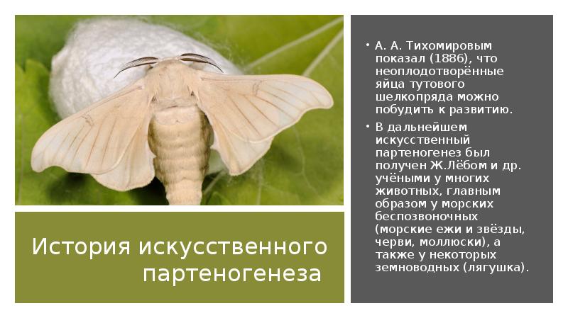 История искусственного партеногенеза
А. А. Тихомировым показал (1886), что неоплодотворённые яйца История искусственного партеногенеза
А. А. Тихомировым показал (1886), что неоплодотворённые яйца