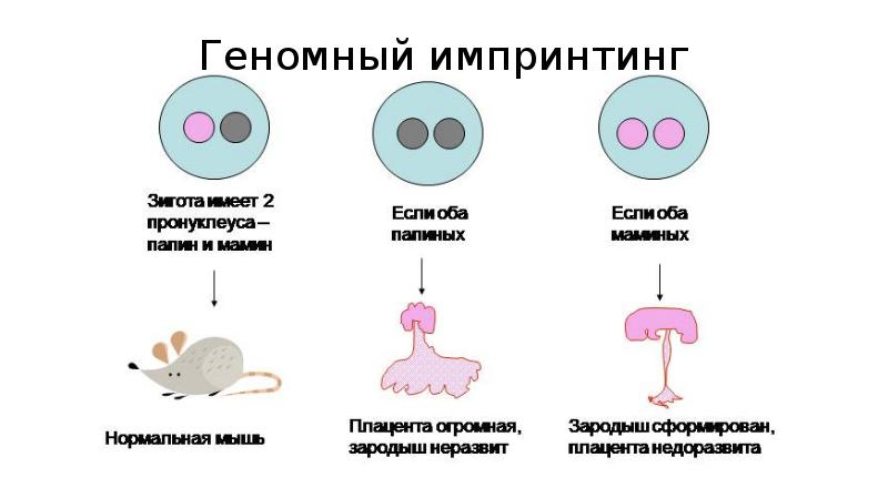 Геномный импринтинг Геномный импринтинг