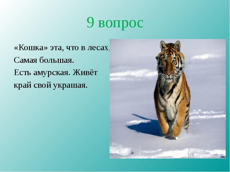 Загадка про тигра. Вопросы на тему Зоология. Кто обитает в теплых краях.