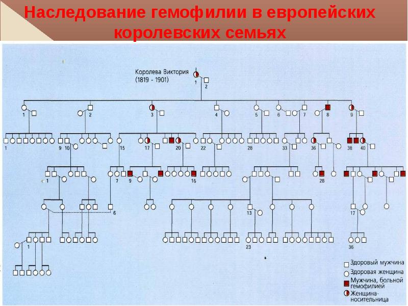 Презентация гемофилия генетика