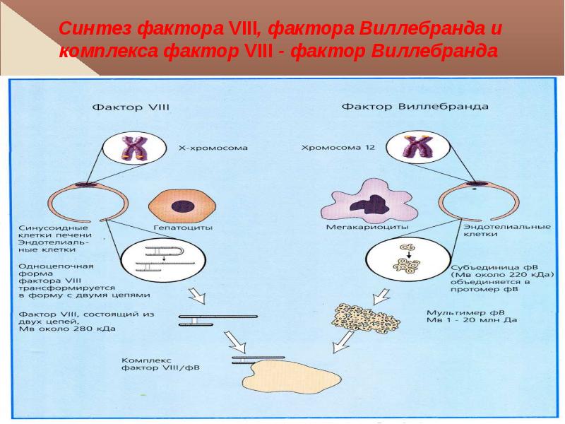 Гемофилия патогенез схема